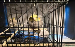 Cockatiels birds for sale: X2 cockatiels  - Image 4
