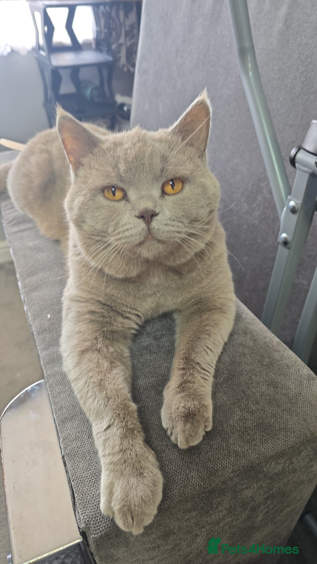 British Shorthair cats for stud: Teddy in Aylesbury - Advert 14
