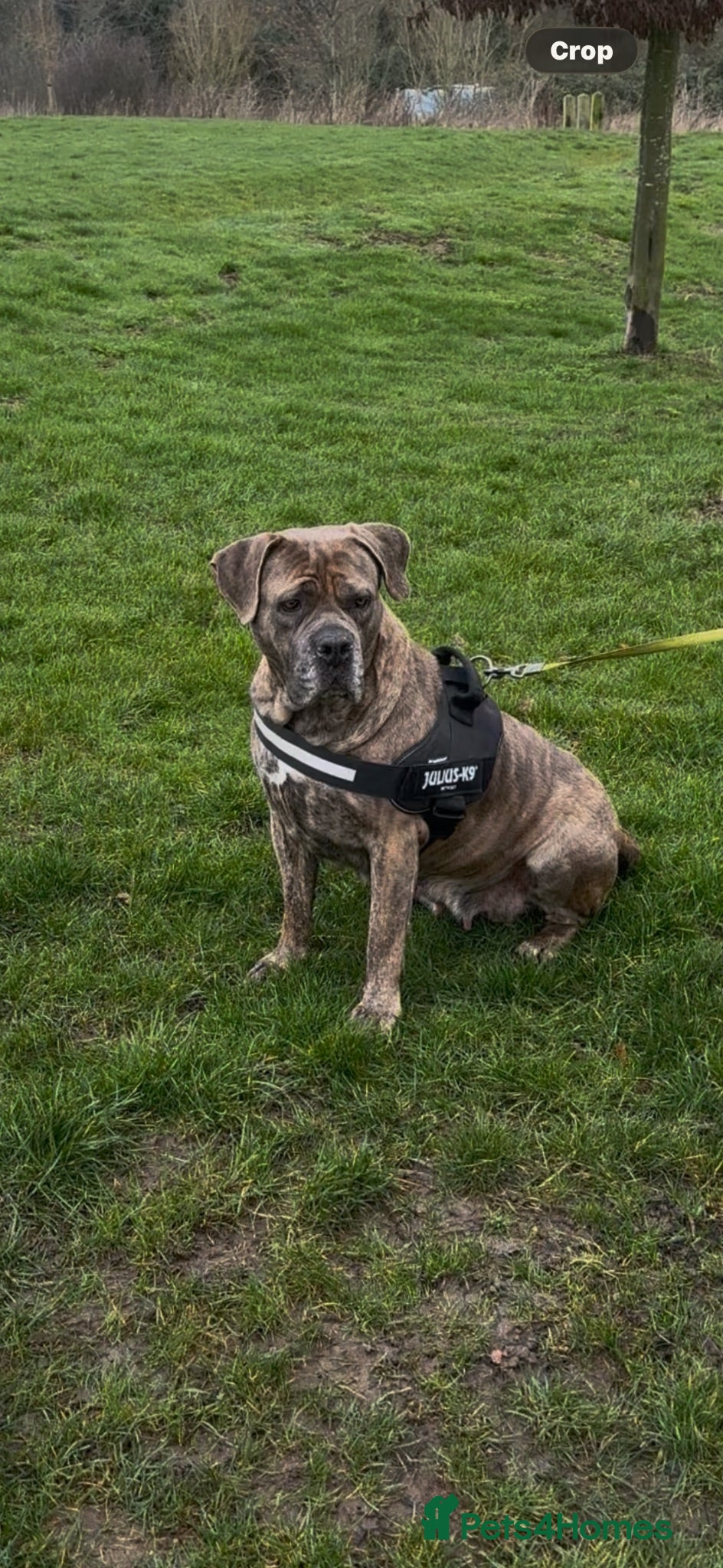 Cane Corso dogs Cane corso - Advert 1