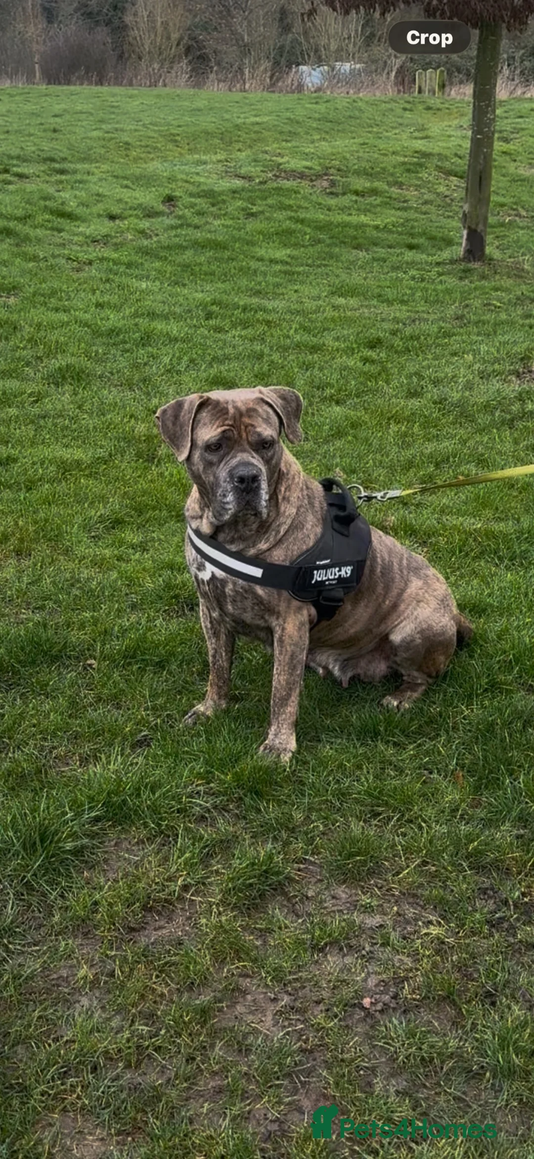 Cane Corso dogs for sale: Cane corso - Advert 1