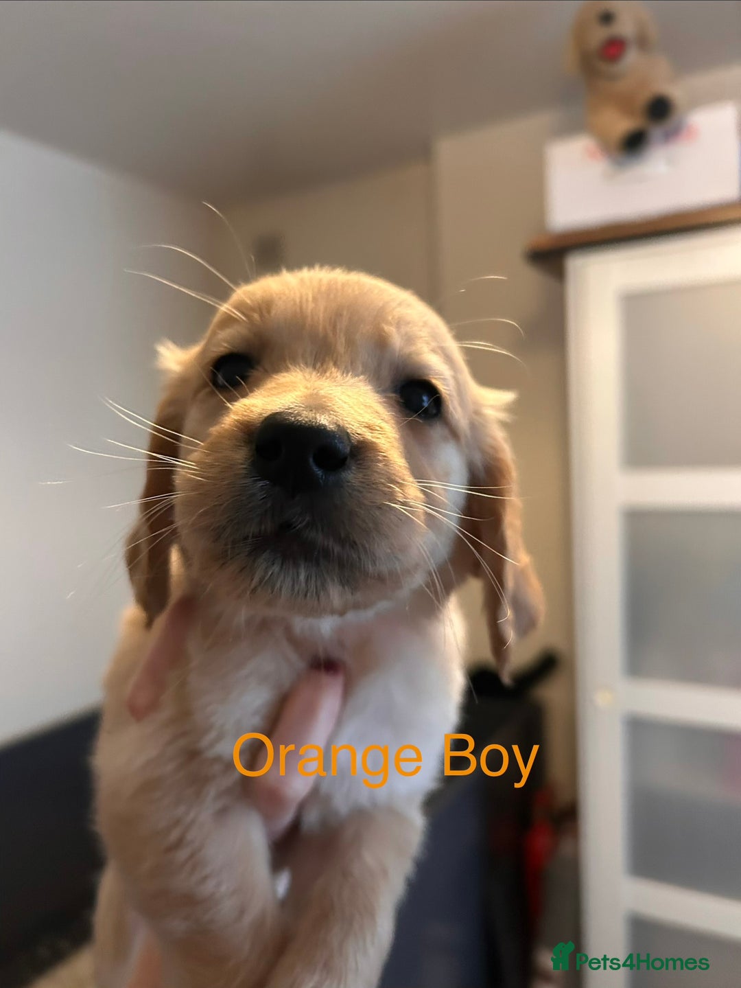 Golden Retriever dogs for sale: 2 Handsome Golden Retriever Boys - Advert 15