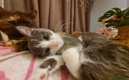 Mixed Breed cats for sale: Stunning  kittens looking  4 new home - Advert 5