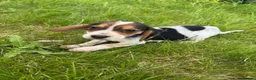Bocker dogs for sale: Bred From Health Tested Parents - Advert 2