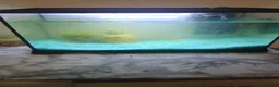 Platies fish for sale: Plattie fish in Birmingham - Advert 4