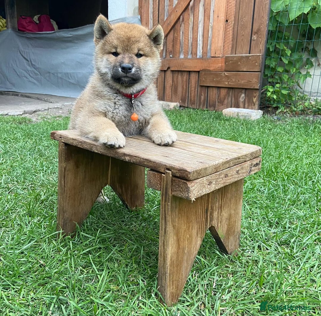 Japanese Shiba Inu dogs for stud: Handsome BOY ready for STUD duties  - Advert 5