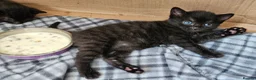 Mixed Breed cats for sale: 4 beautiful kittens in Middlesbrough - Advert 11