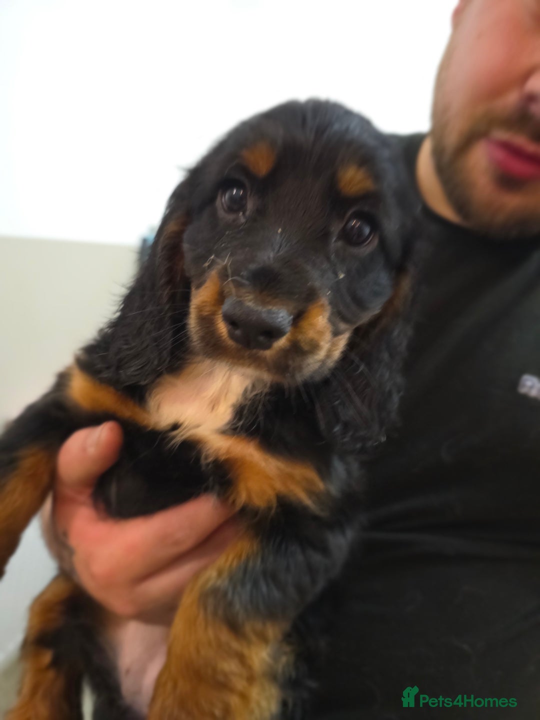 Cocker Spaniel dogs for sale: 1 left Working coker spaniel  - Advert 32