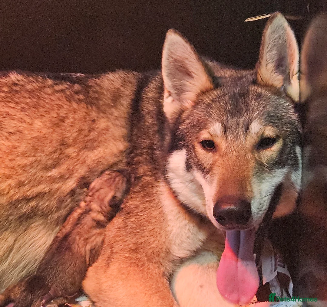 Northern Inuit dogs for sale: Tamaskan Puppies - Advert 1