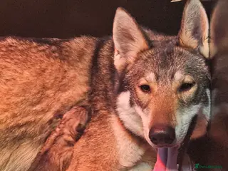 Northern Inuit dogs Tamaskan Puppies - Advert 15