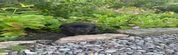 Labrador Retriever dogs for sale: Labrador puppies looking for their new home - Advert 5