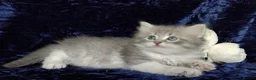 Siberian cats for sale: GCCF Registered Siberian Kitten For Sale  - Advert 19