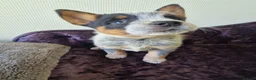 Australian Cattle Dog dogs for sale: 6 Stunning KC Australian cattle dog puppies  - Advert 5