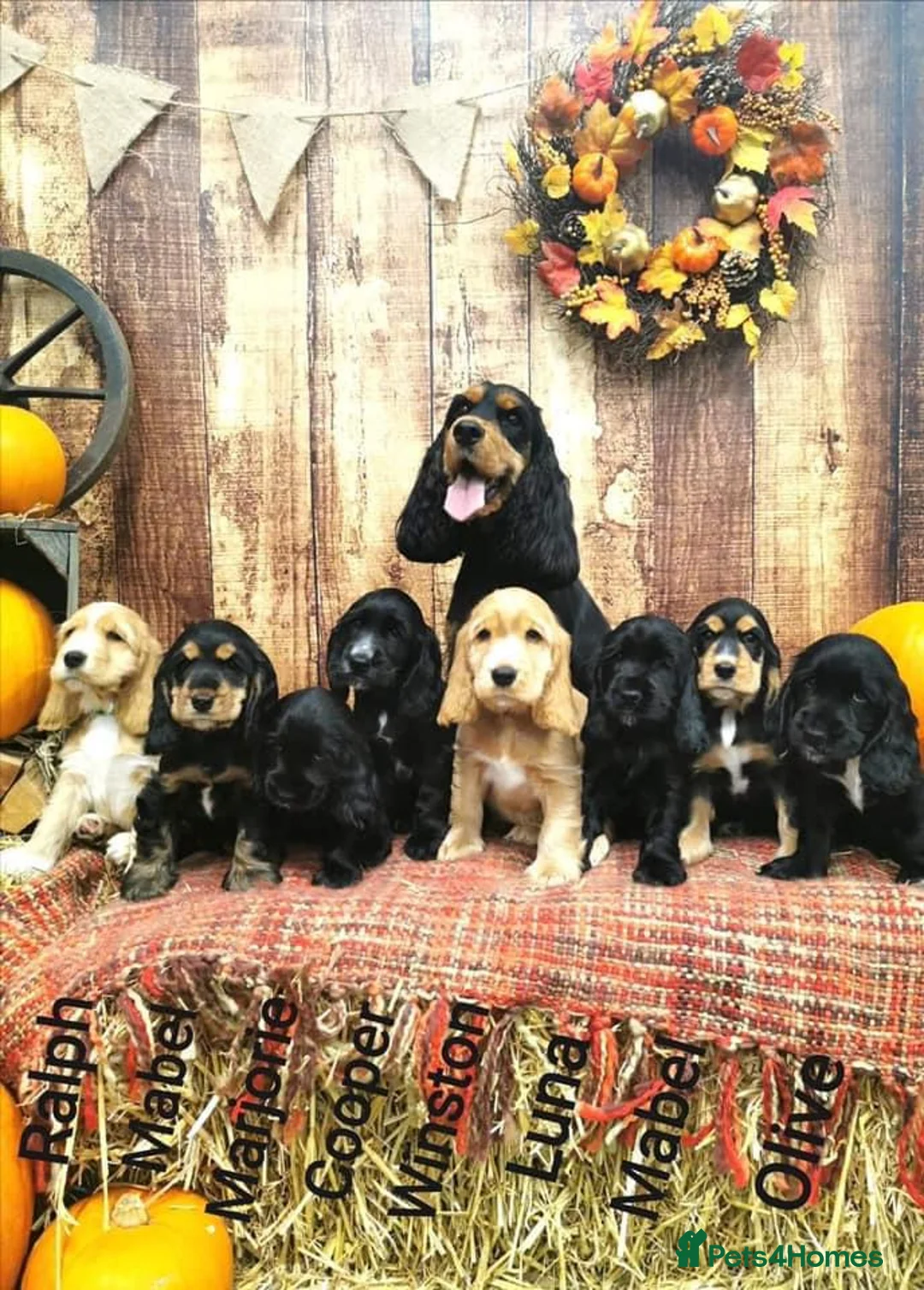 Cocker Spaniel dogs for stud: Full Show cocker spaniel Stud fully health tested  - Advert 3