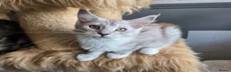 Maine Coon cats for sale: Stunning registered Maine Coon kittens - Advert 3