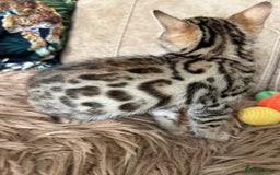 Bengal cats for sale: ❤️ PURE BENGAL KITTENS ❤️ - Image 3