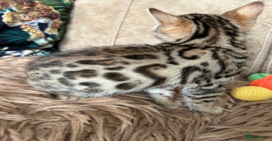 Bengal cats - Advert 2