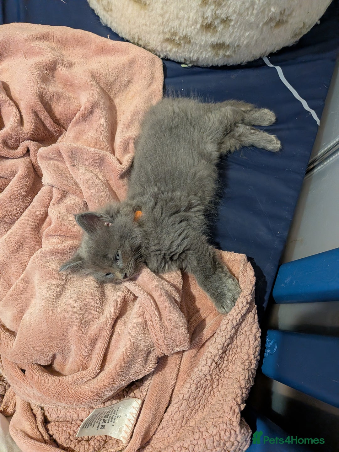 Maine Coon cats for sale: Mainecoon  x ragdolls - Advert 7