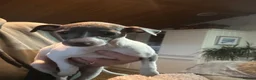 Mixed Breed dogs for sale: Whippet x Italian greyhound pups - Advert 8