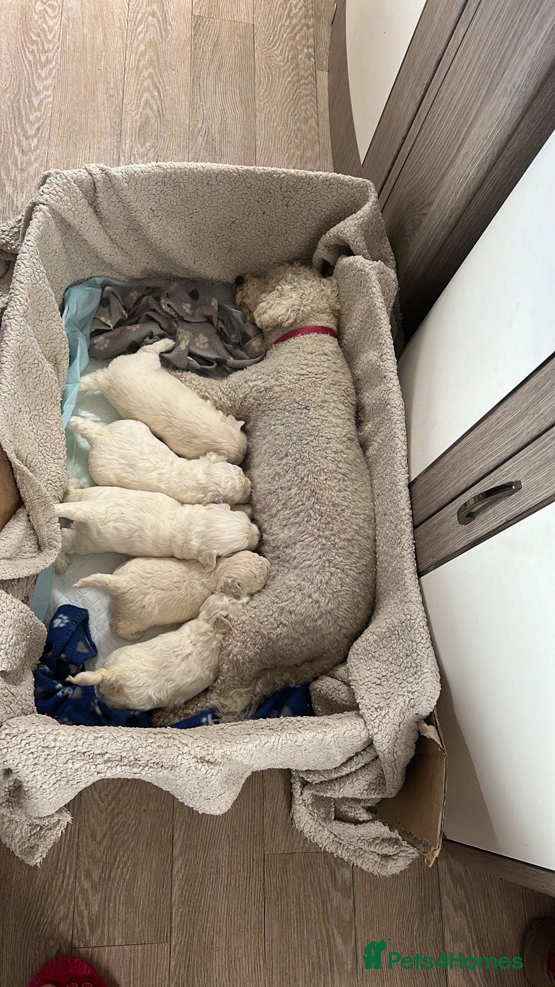 Bichon Frise dogs for sale: bichon frise - Image 7