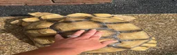 Tortoise reptiles for sale: Sulcata tortoise  - Advert 6