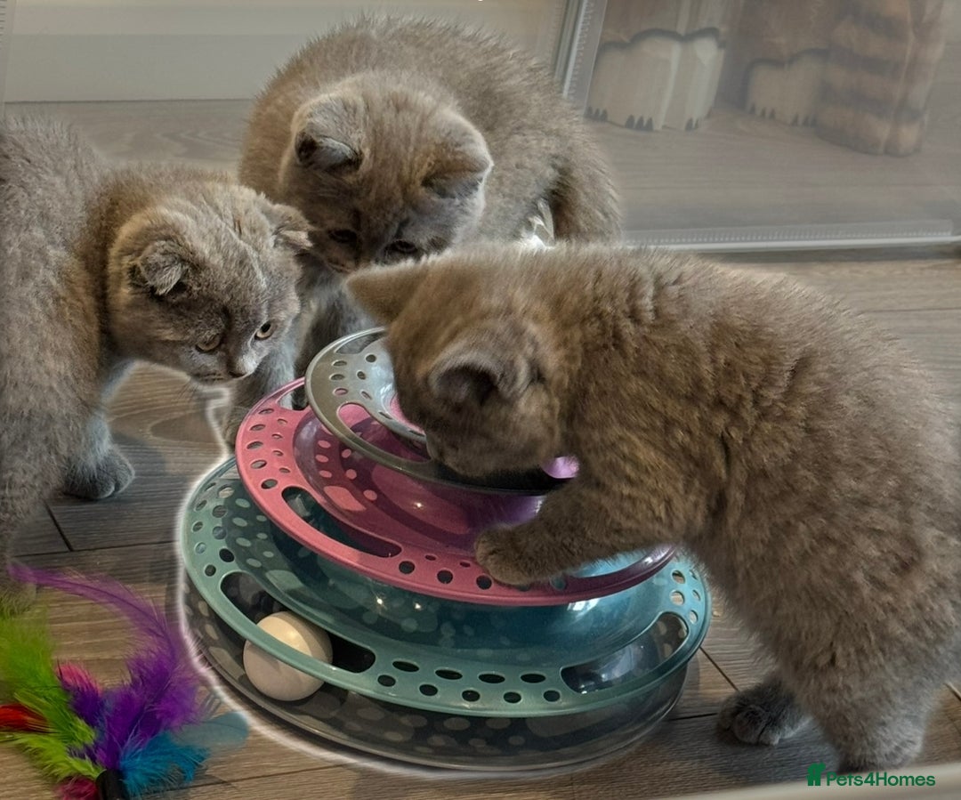 Scottish Fold cats for sale: Beautiful TICA reg Scottish Fold/Straight Kittens  - Advert 2