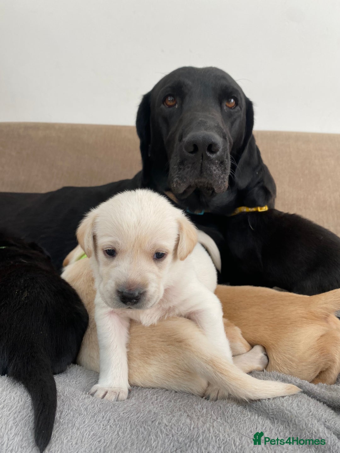 Labrador Retriever dogs for sale: Stunning Labrador Puppies - Image 32