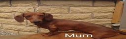 Miniature Dachshund dogs for sale: Beautiful girl, miniature dachshund  - Advert 9