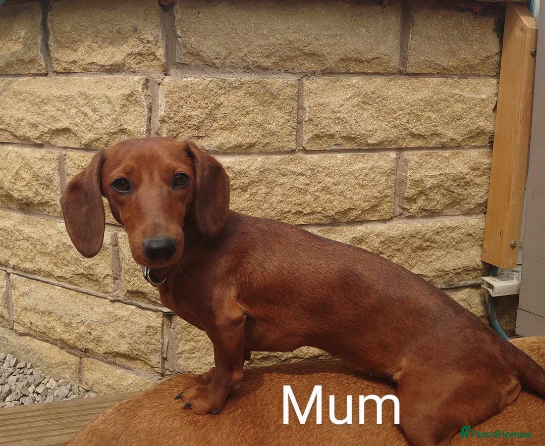 Miniature Dachshund dogs for sale: Beautiful girl, miniature dachshund  - Advert 9