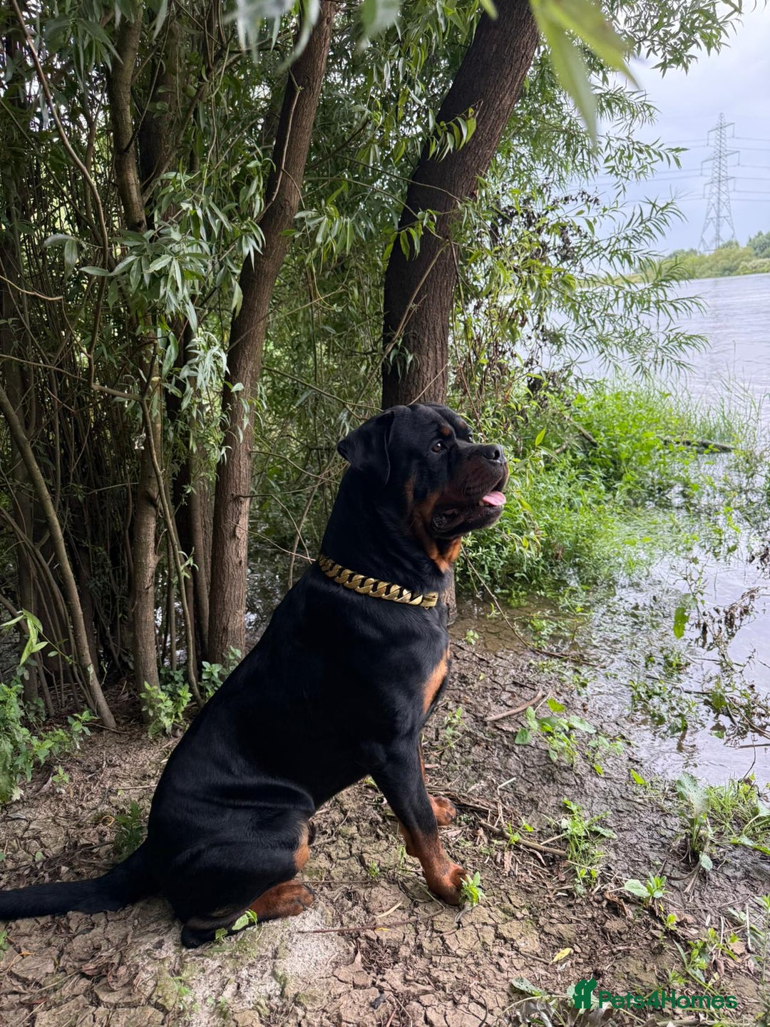 Rottweiler dogs for sale: Rottweiler puppies - ready  **   - Advert 14