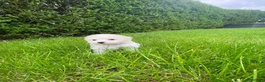 Bichon Frise Puppy 1