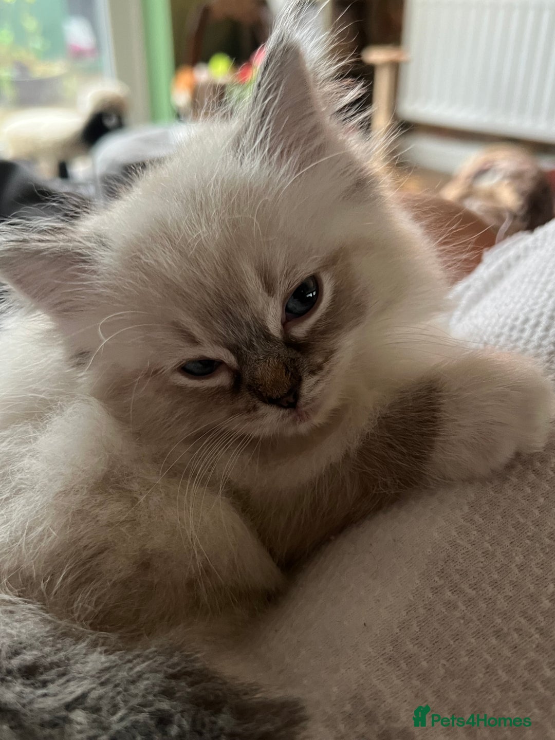 Ragdoll cats for sale: GCCF Ragdoll Kittens. Champion lines  - Advert 1