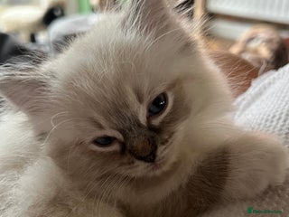 Ragdoll cats GCCF Ragdoll Kittens. Champion lines - Advert 1