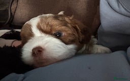 Shihpoo dogs for sale: Lovey shipooh pups  - Image 8