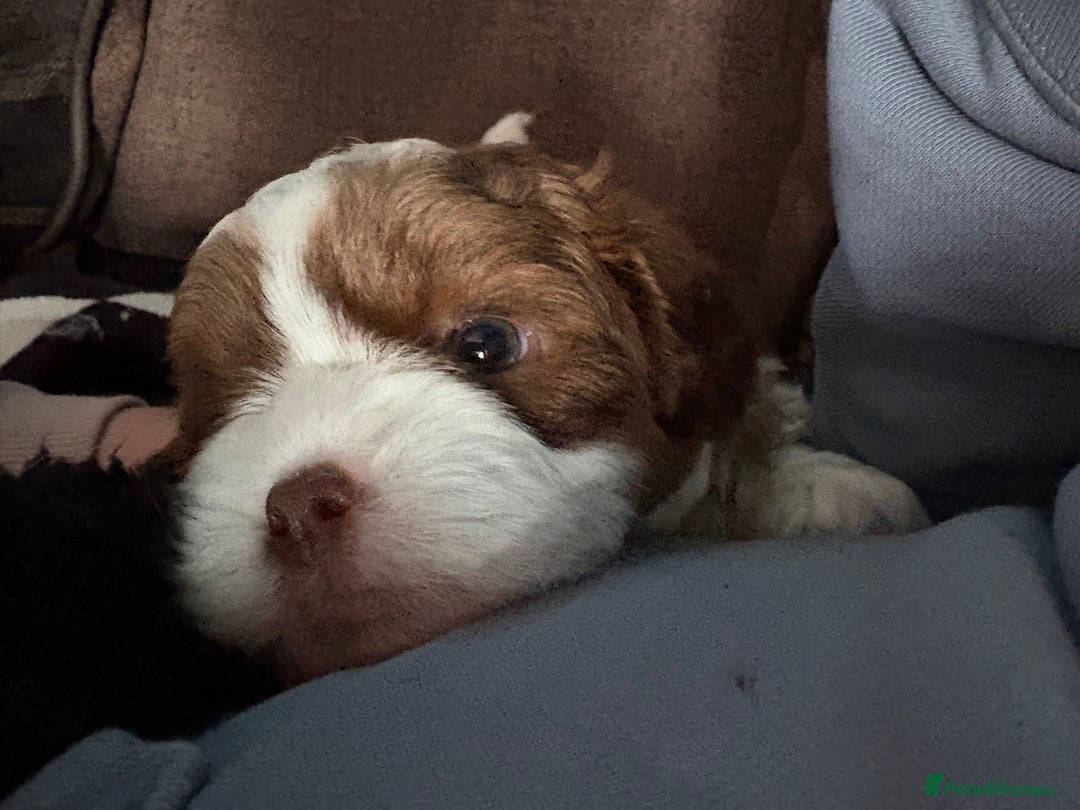 Shihpoo dogs for sale: Lovey shipooh pups  - Image 8