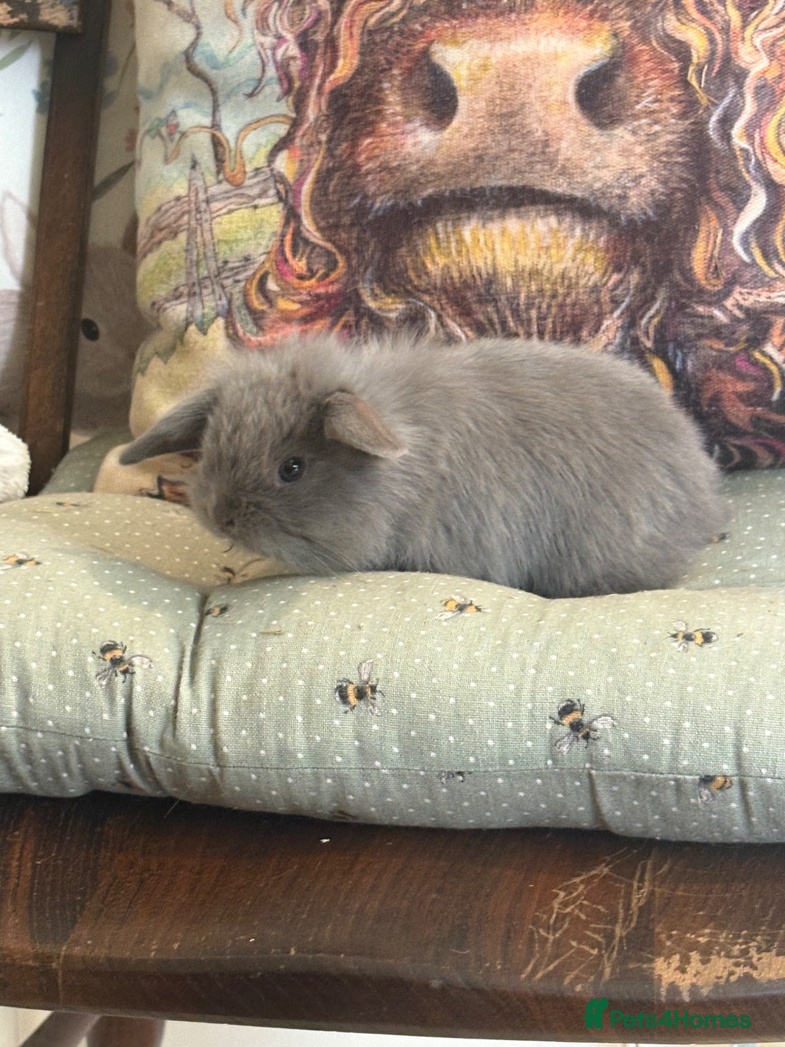 Mini Lop rabbits Mini lops-raised indoors-vaccinated  - Advert 2