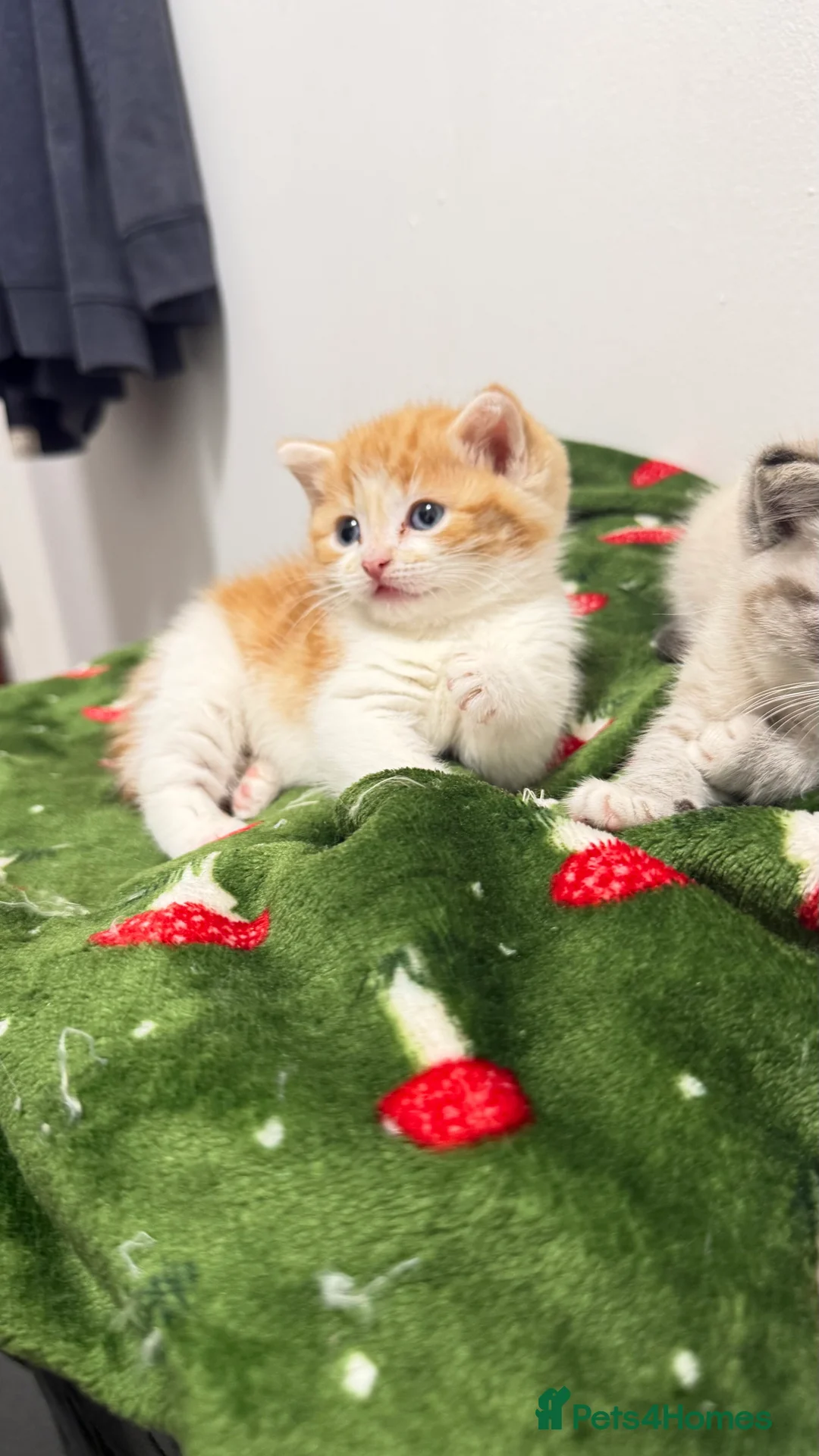 British Shorthair cats for sale: British shorthair kittens  - Advert 2