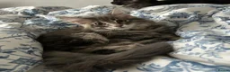 Maine Coon cats for sale: TICA reg Pedigree Maine Coon Kittens  - Advert 4