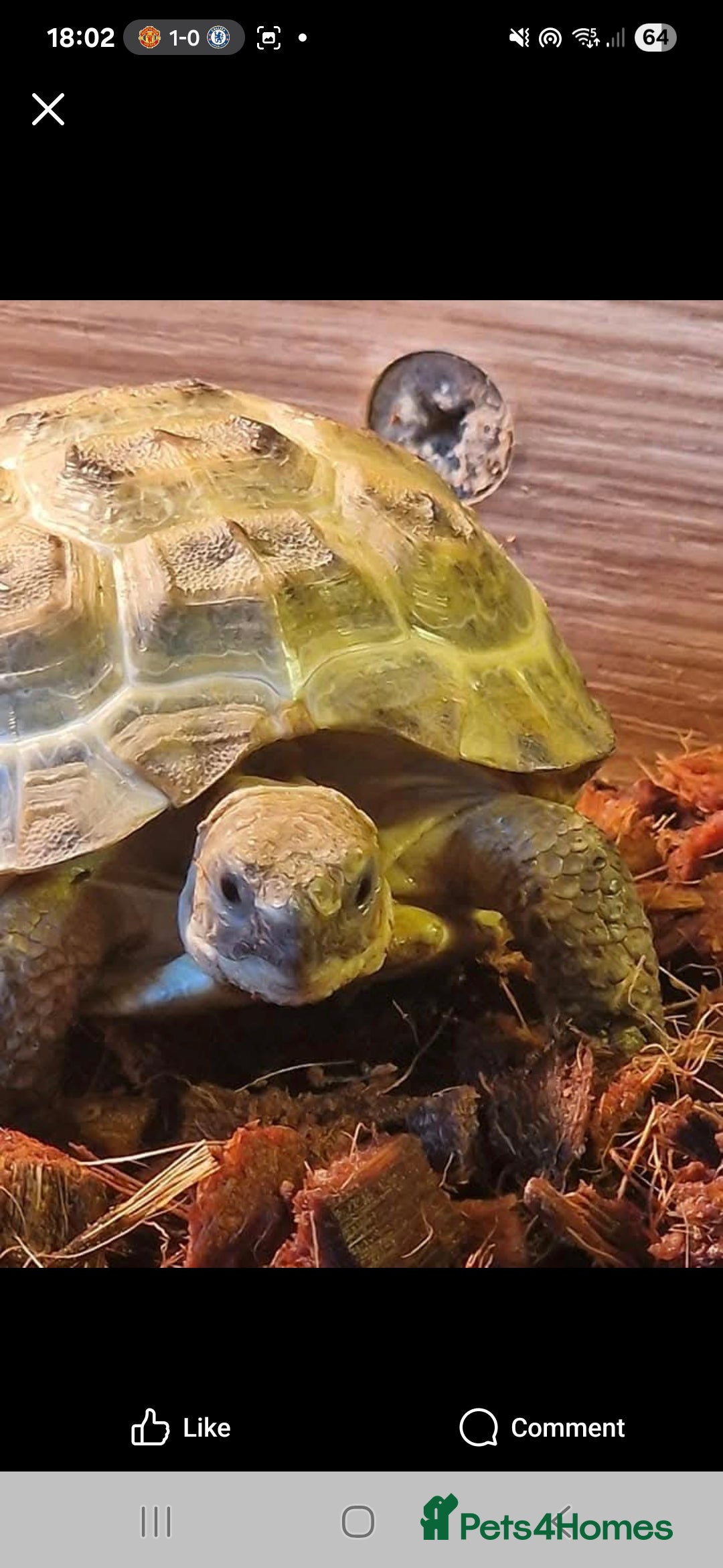 Hermann Tortoise reptiles for sale: Herman's Tortoise Tank - Image 2