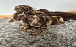 Cocker Spaniel dogs for sale: Cocker spaniel puppies - Image 1