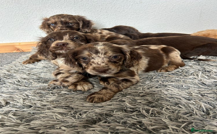 Cocker Spaniel dogs - Advert 12