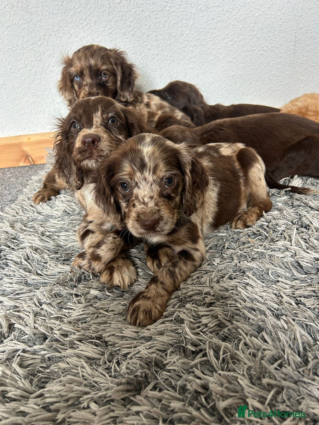 Cocker Spaniel dogs for sale: Cocker spaniel puppies - Image 1