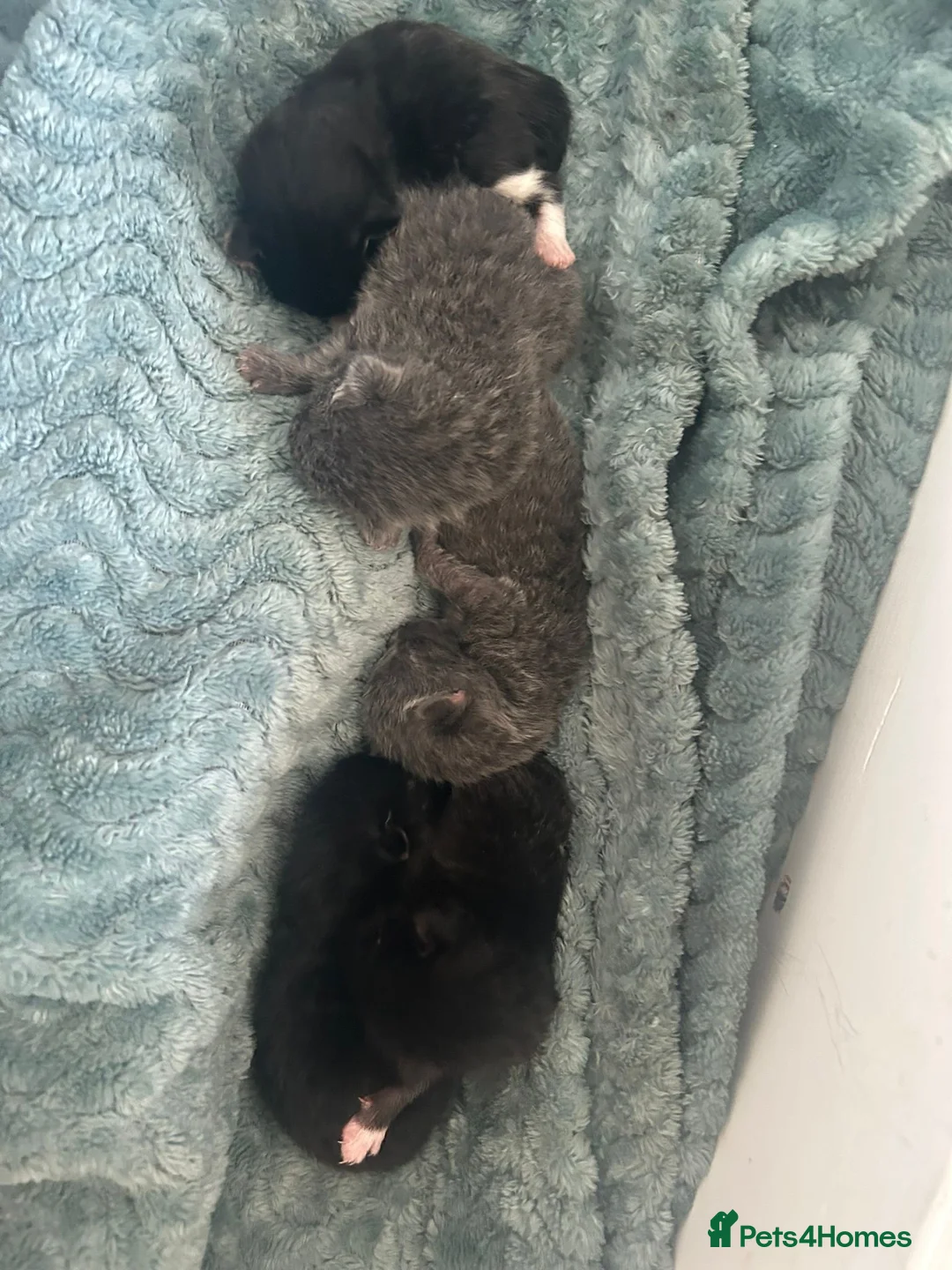 Mixed Breed cats for sale: 2 silver kittens and 2 tuxedo kittens  in Wokingham - Advert 1