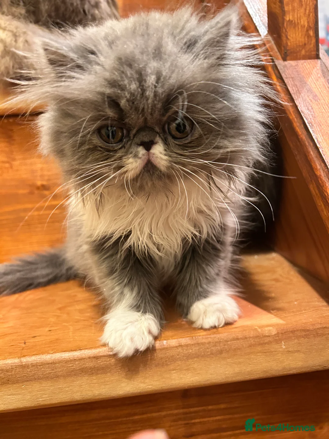 Persian cats for sale: Stunning pedigree Persian kittens - Advert 10