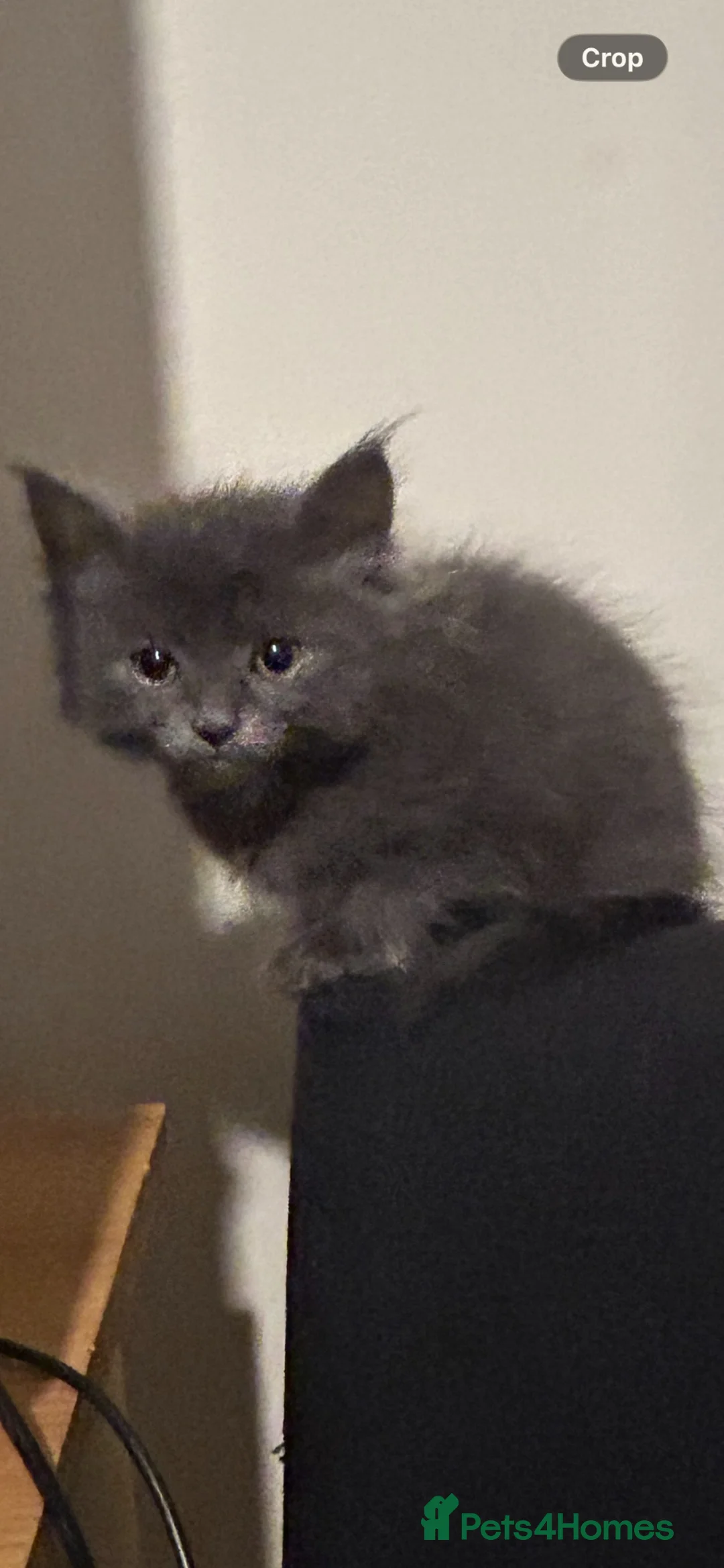 Mixed Breed cats for sale: Norwegian first cat X Russian Blue £200!! - Advert 2
