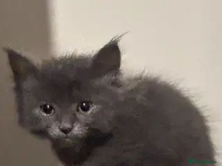 Mixed Breed cats Norwegian first cat X Russian Blue £200!! - Advert 5
