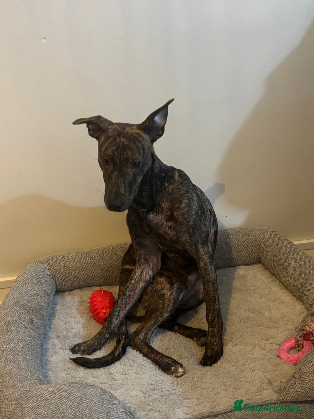 Mixed Breed dogs for sale: Lurcher x Staffy - Advert 1