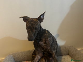 Mixed Breed dogs Lurcher x Staffy - Advert 2