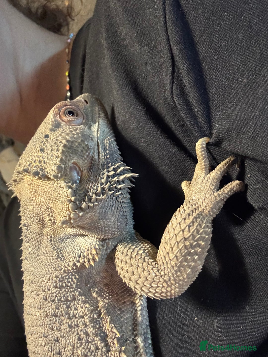 Bearded Dragon reptiles for sale: Male bearded dragons - Image 9