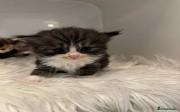 Persian cats for sale: Persian Kittens  - Image 15