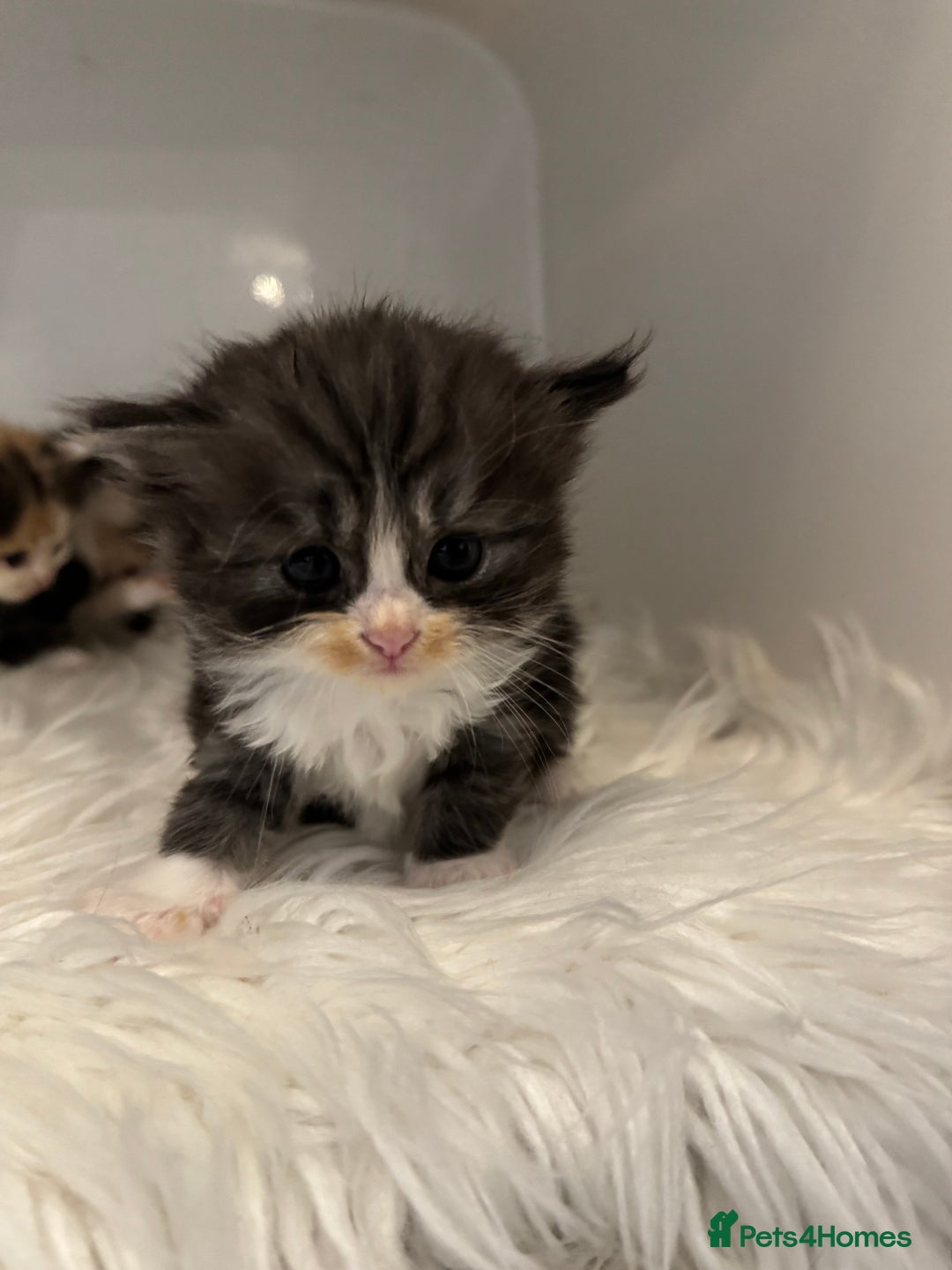 Persian cats for sale: Persian Kittens  - Image 15